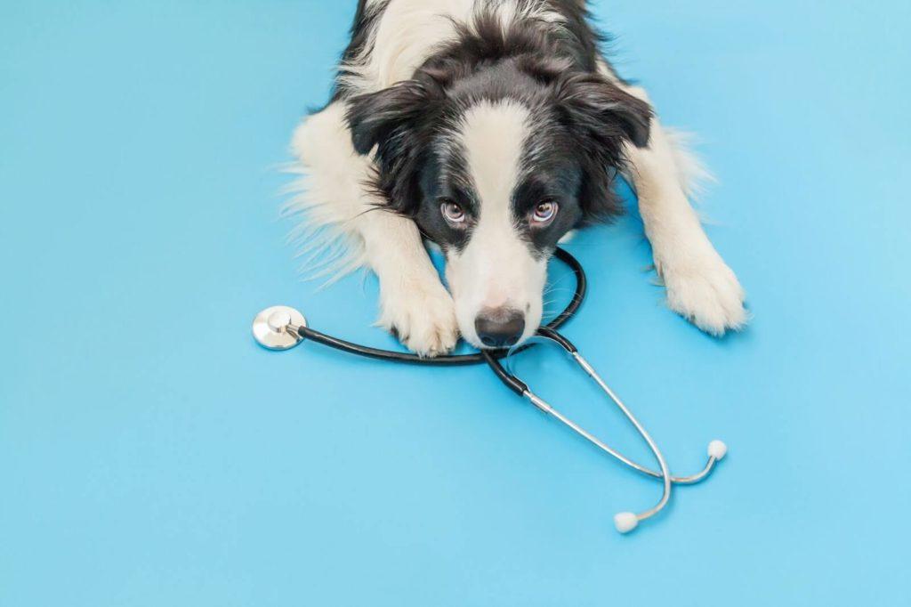 Veterinary